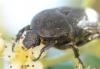 Netocia morio
